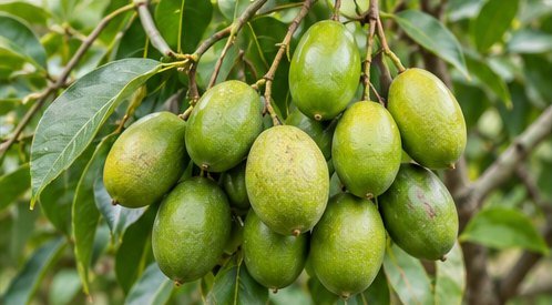 अमड़ा – Amra (Hog Plum)