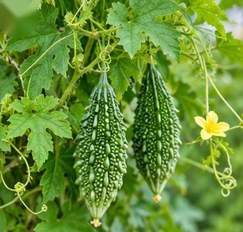 करेला