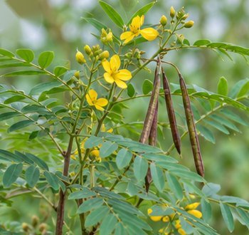 कासमर्द (कसौंदी)