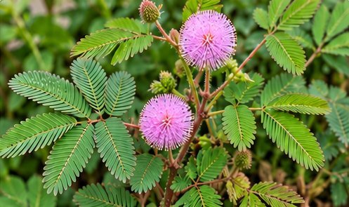 लाजवंती (छुईमुई)