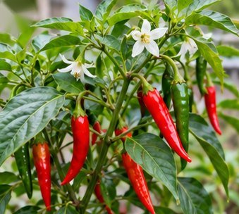 लाल मिर्च (मिर्च)