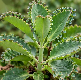 पत्थरचट्टा (पर्णबीज) – Patharchatta (Air Plant)