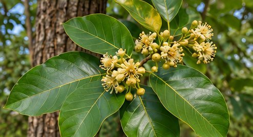 साल (सखुआ) – Sal (Sakhua)