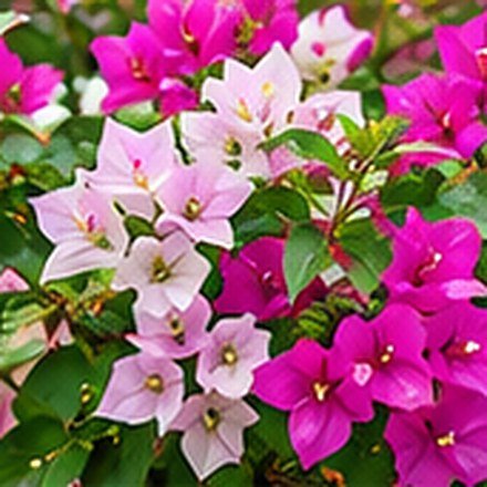Bougainvillea