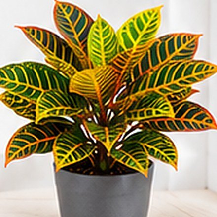 Croton Petra