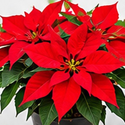 Poinsettia