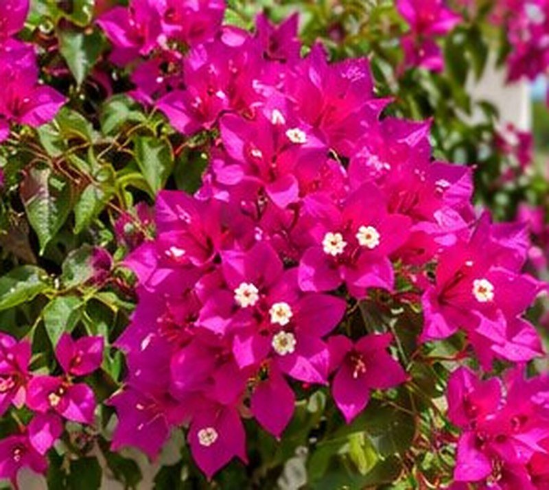 Bougainvillea (Magenta)