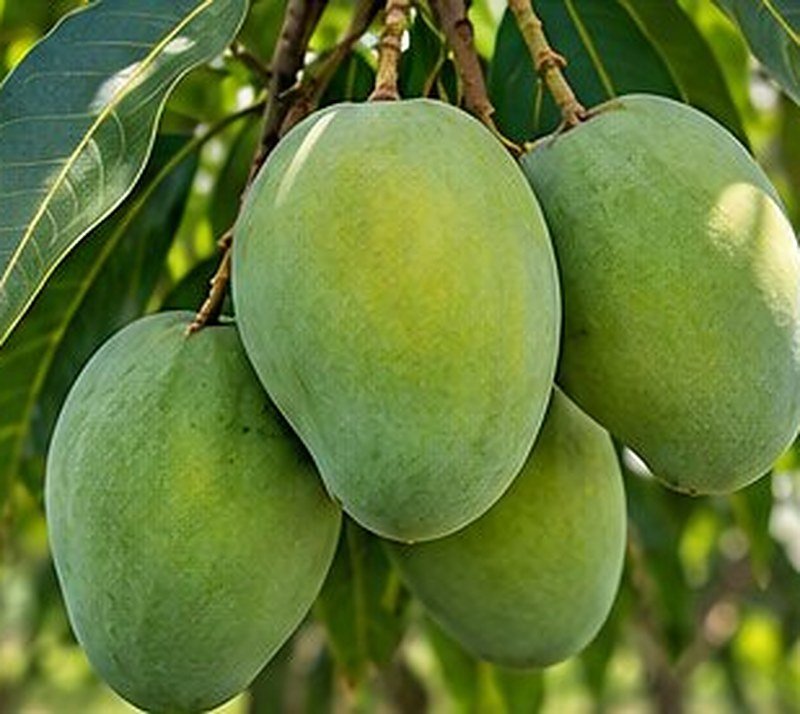 Mango Langra