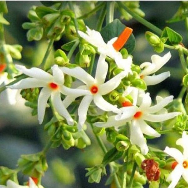 Parijat (Harsingar)