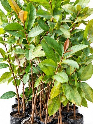 Guava saplings in poly bags