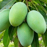 Amrapali mangoes