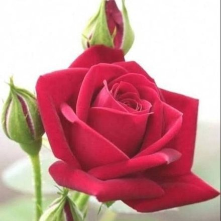 Rose (Red Hybrid)
