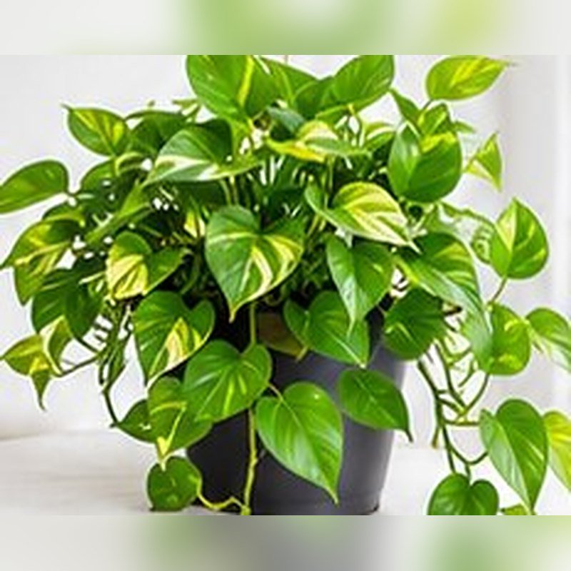 Money Plant (Golden)