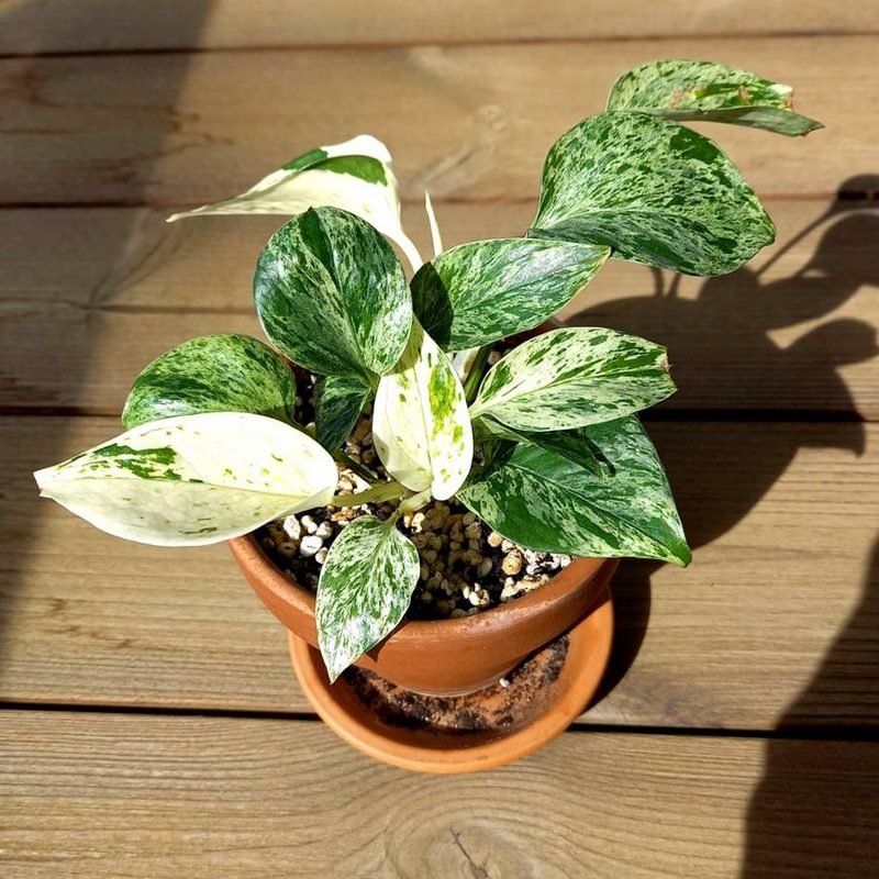 Money Plant Marble Queen