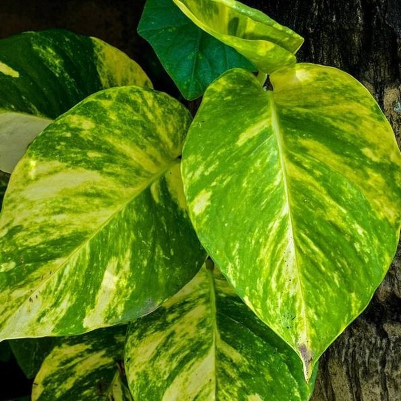 Money Plant (Green Jade)