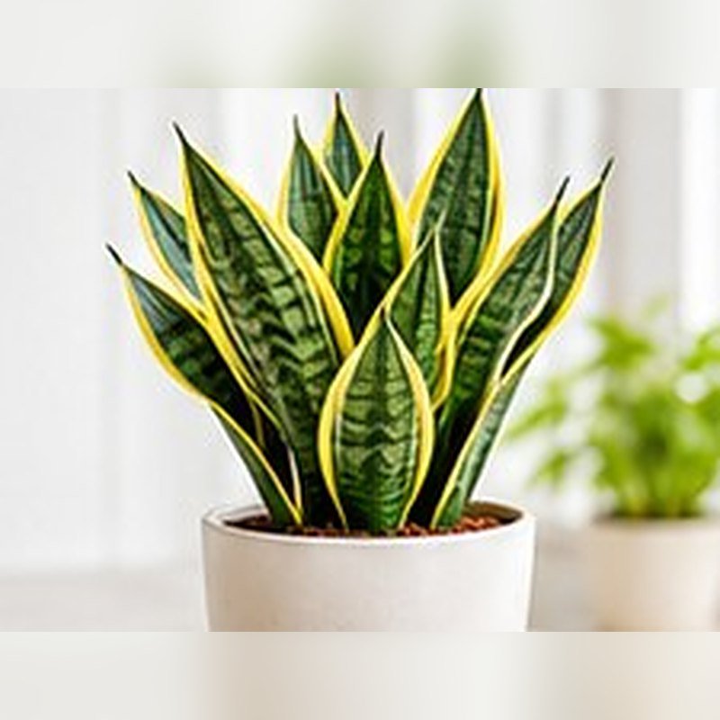 Snake Plant Laurentii