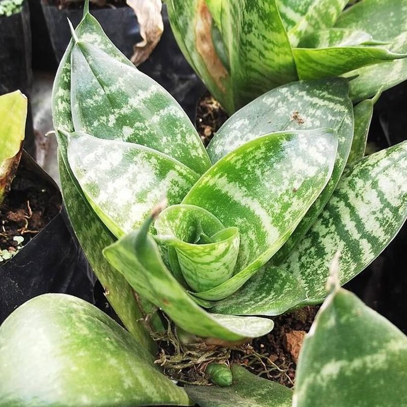 Snake Plant Hahnii