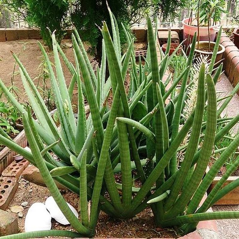 Snake Plant Cylindrica