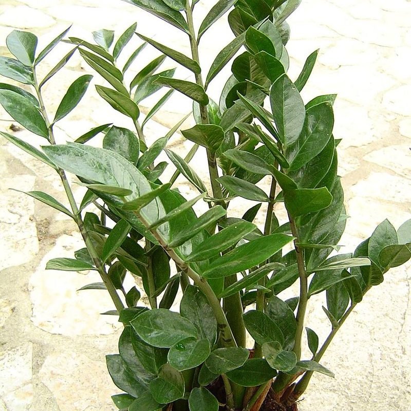 ZZ Plant