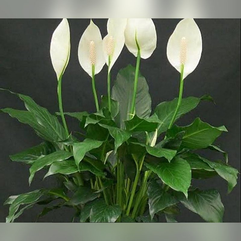 Peace Lily