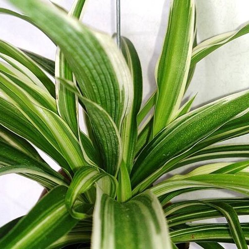 Spider Plant