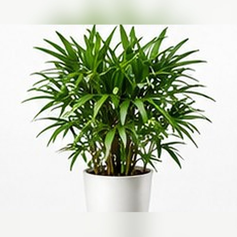 Lady Palm