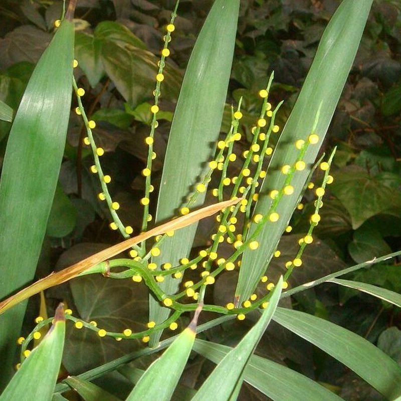 Parlour Palm