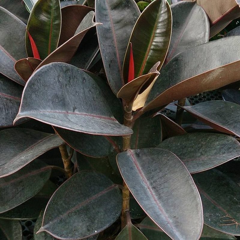 Rubber Plant
