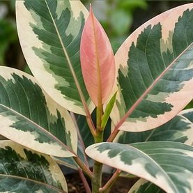 Rubber Plant Tineke
