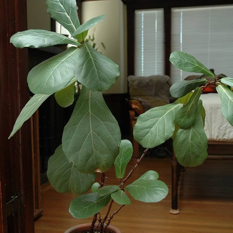 Fiddle Leaf Fig