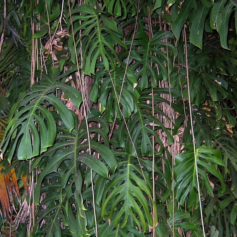 Monstera