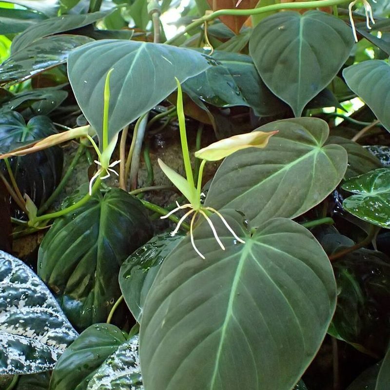 Philodendron Heartleaf