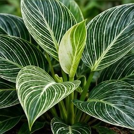 Philodendron Birkin