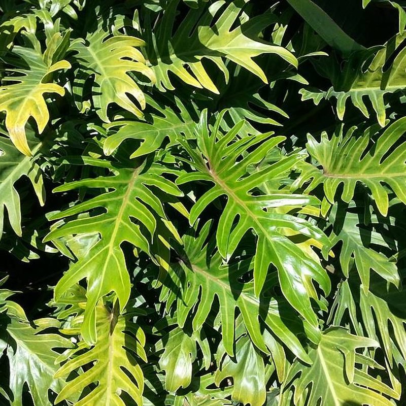 Philodendron Xanadu