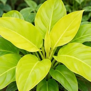 Philodendron Ceylon Gold