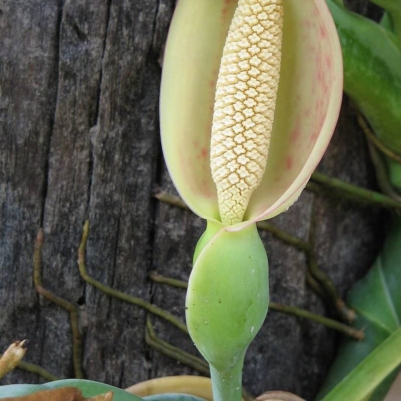 Syngonium (Green)