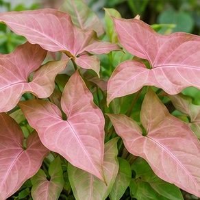 Syngonium Pink