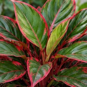 Aglaonema Lipstick
