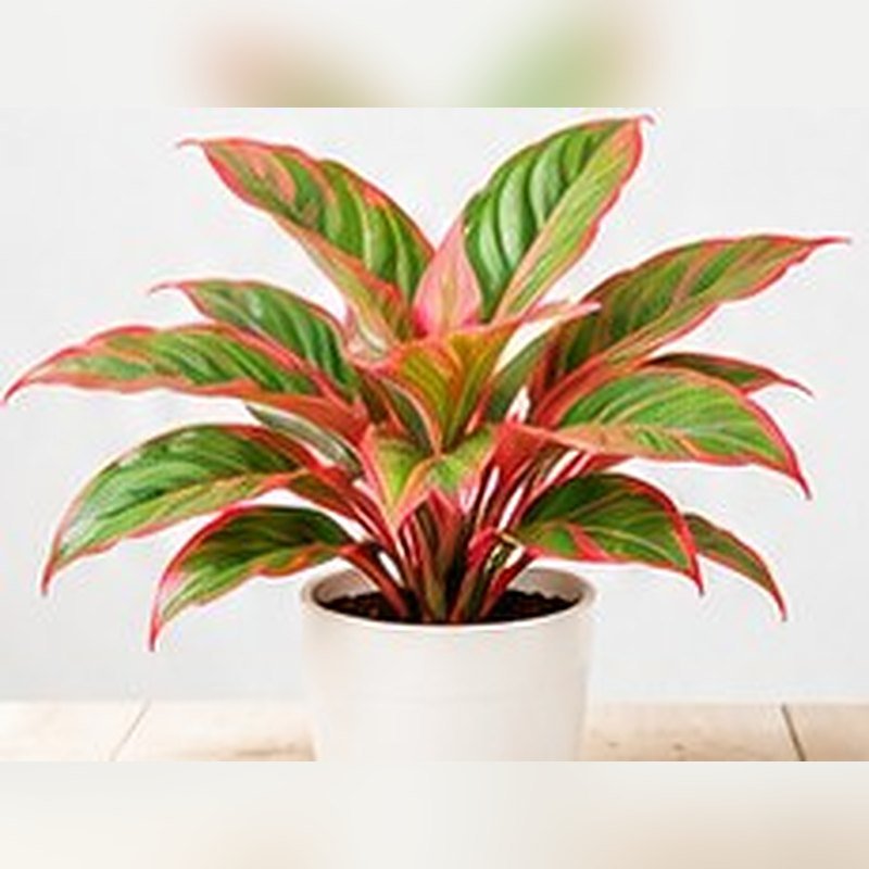Aglaonema Red Valentine