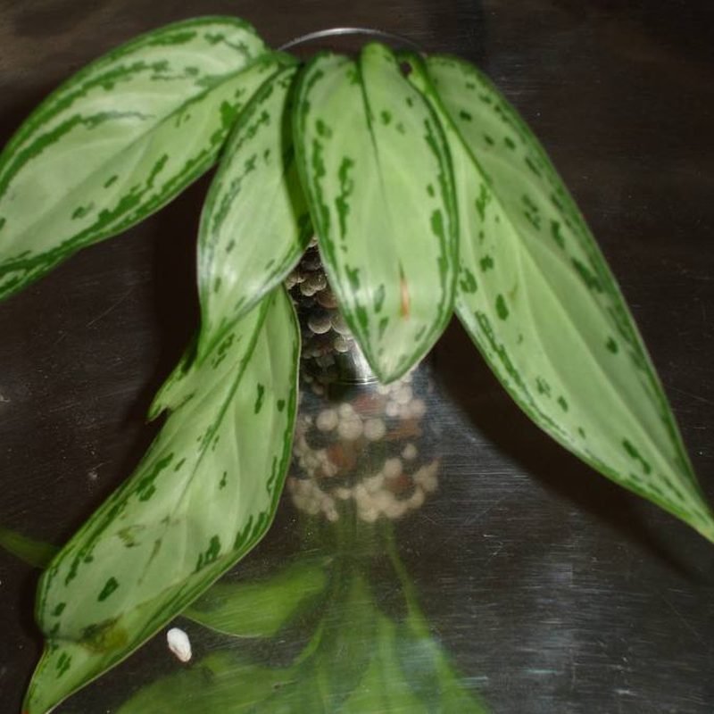 Aglaonema (Chinese Evergreen)