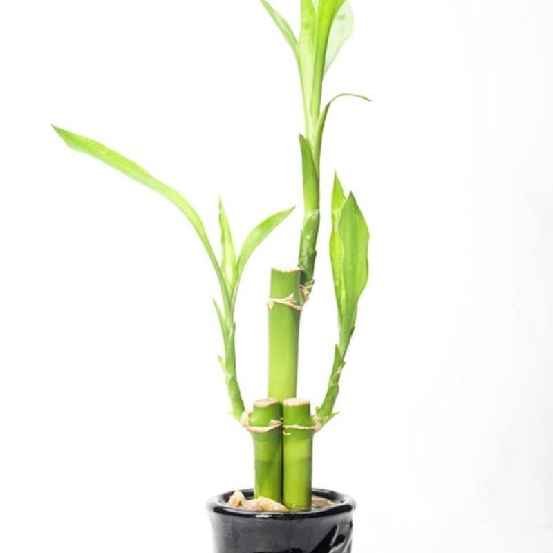 Lucky Bamboo