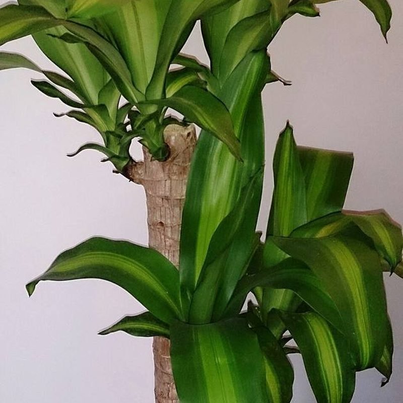 Dracaena Massangeana