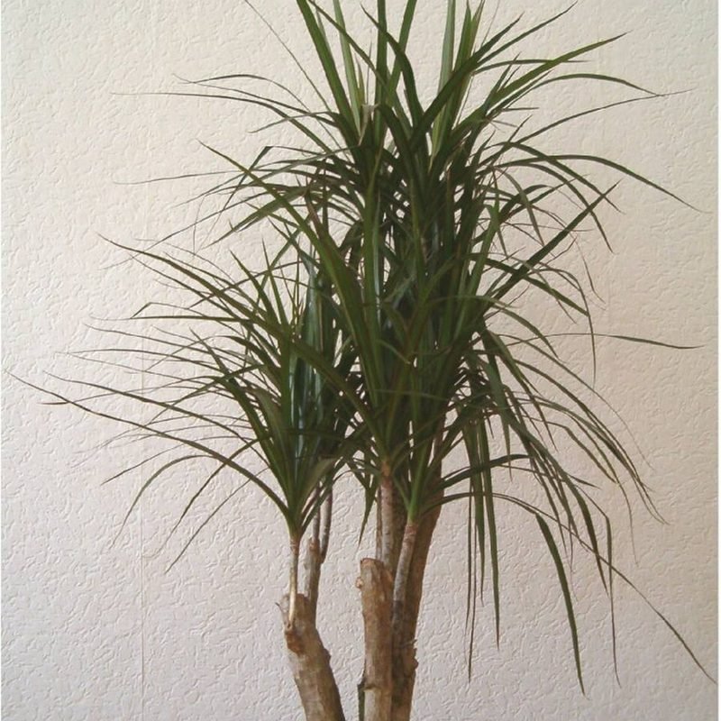 Dracaena Marginata