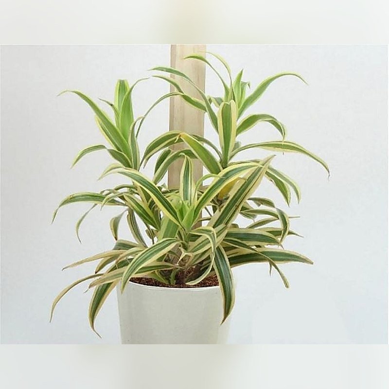 Song of India