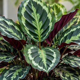 Calathea