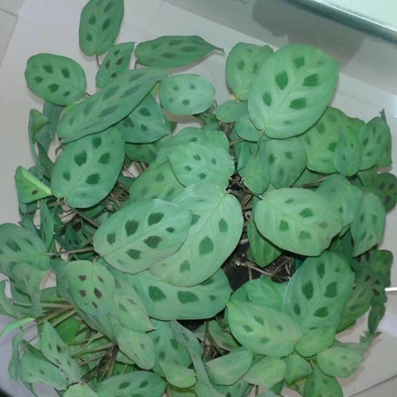 Prayer Plant