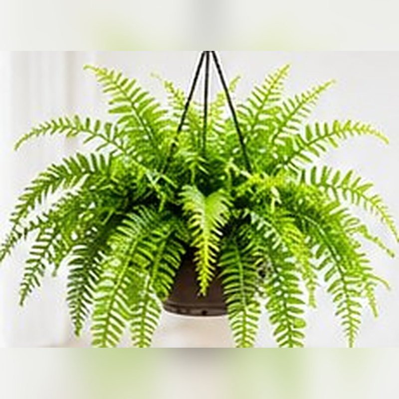 Boston Fern photo 2