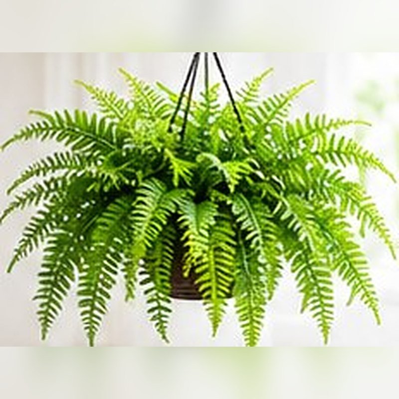 Boston Fern