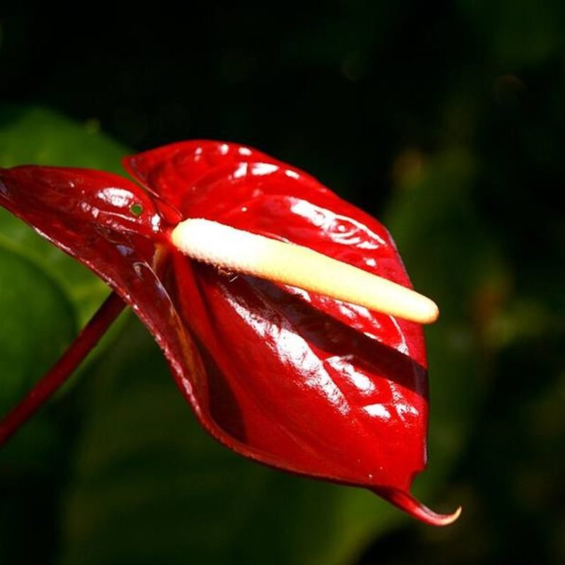 Anthurium (Red)
