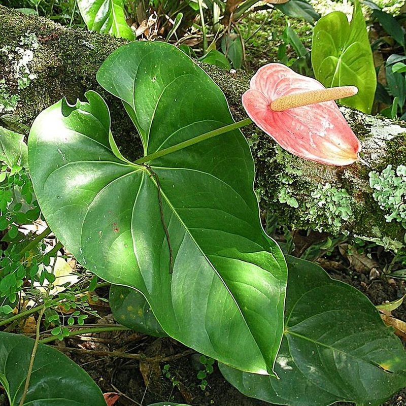 Anthurium (Pink)